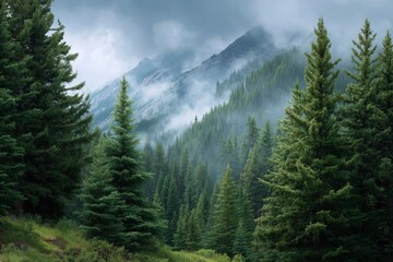 Misty Mountain Forest: A Serene Evergreen Landscape
