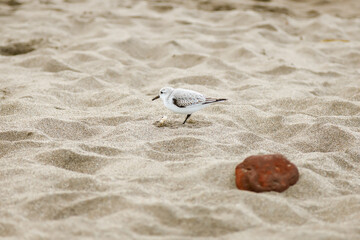 A cute small shorebird is walking on a sandy beach looking for meal