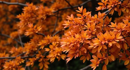 autumn leaves in the park