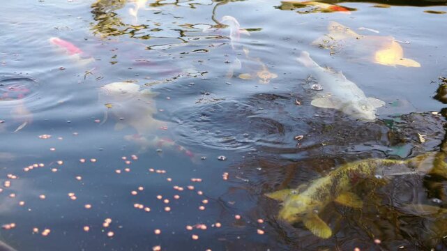 tr&egrave;s jolies carpes koi mangeant des granul&eacute;s pour poissons au printemps, carpe koi aux couleurs vari&eacute;es
