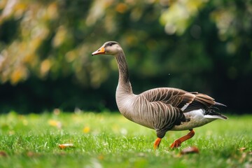 a goose is walking in a field of grass