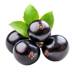 black currant with leaves