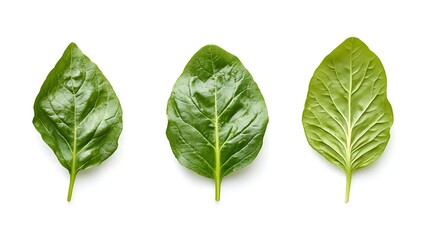 Obraz premium Fresh Green Spinach Leaves, closeup, isolated on white. Three leaves on white