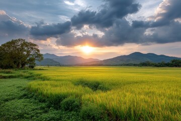 Obraz premium Golden Rice Paddies Sunset: Serene Landscape Photography