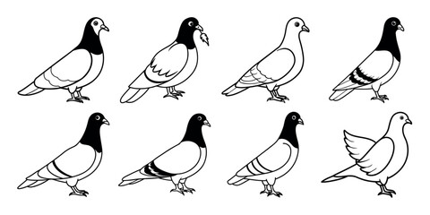 Set of  pigeon On white background