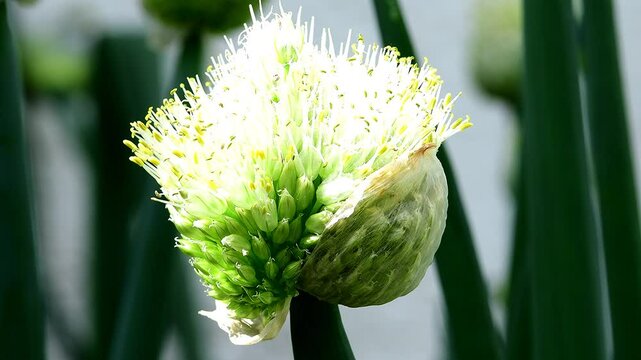 Chive, herb with flowers in spring , macro view