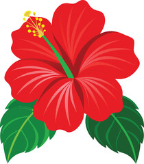 red hibiscus flower