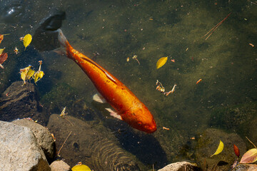 Bright orange koi fish swimming near pond rocks with scattered floating leaves and clear water...