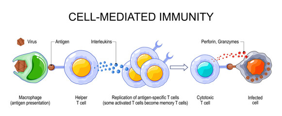 Adaptive immunity. Cell-Mediated Immunity