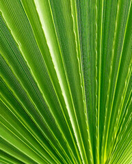 Abstract green palm tree leaf texture close up.Bright tropical natural background with copy space for design.Summer vacation concept.Selective focus.