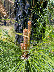 Canary pine Pinus canariensis male cones in bloom on a green branches background in the forest of Tenerife,Canary Islands,Spain.