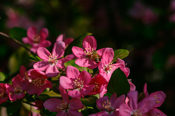 A honey bee on malus flowers