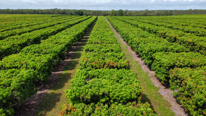 A mango farm in Australia, Queensland, seen from above