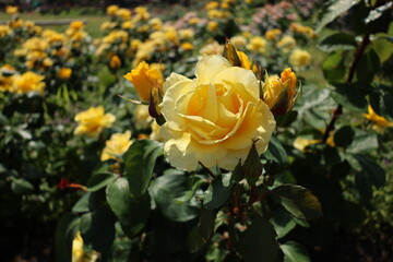 黄色いバラ