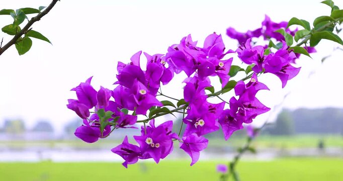 Beautiful purple-pink flowers of Bougainvillea, commonly known as (bunga kertas, buttiana,) swaying gently in the breeze captured on a professional 4K high-definition camera in Myanmar.