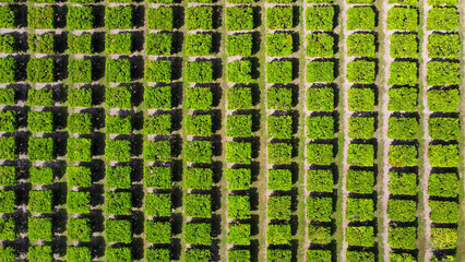 A mango farm in Australia, Queensland, seen from above