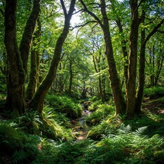 footpath in the forest