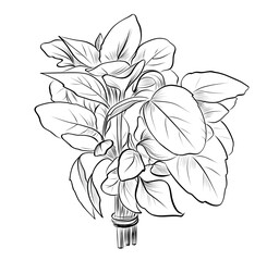 Fresh basil herb bunch tied isolated vector