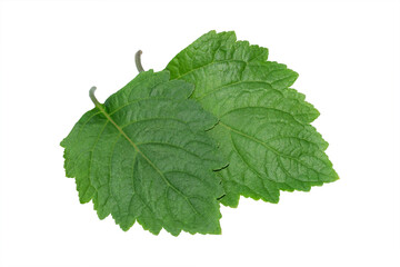Patchouli leaves (Pogostemon cablin) on a transparent background. Patchouli leaves are the basic ingredient for making essential oils.