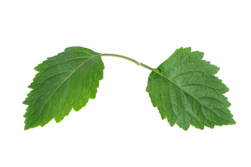 Patchouli leaves (Pogostemon cablin) on a transparent background. Patchouli leaves are the basic ingredient for making essential oils.