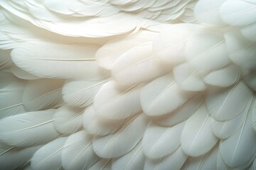 Delicate white feathers showcasing intricate textures and patterns in soft, natural light