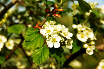 Hawthorn rataegus aestivalis blossom in spring, white hawthorn flowers close-up
