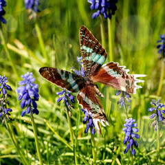 Flying giant tropical butterfly on muscari flowers