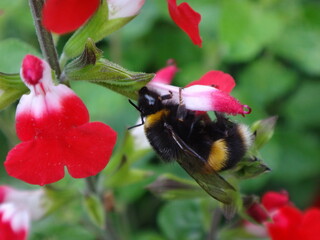 Buff-tailed bumble bee (Bombus terrestris) robbing nectar from baby sage flowers