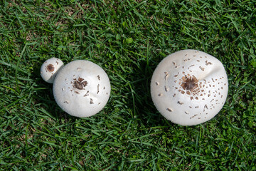 The mushroom Chlorophyllum molybdites is a toxic fungus with a large cap and green spores. It grows...
