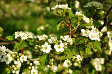 Hawthorn rataegus aestivalis blossom in spring, white hawthorn flowers close-up