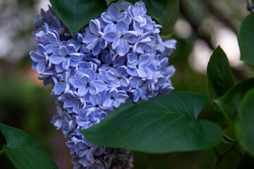 A delicate blue lilac blooms in the garden.