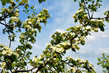 Hawthorn rataegus aestivalis blossom in spring, white hawthorn flowers close-up
