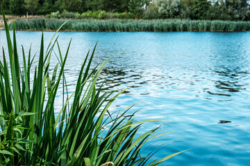 Vibrant green grass borders a calm blue lake, with reflections of trees and sky visible on the water's surface, evoking a sense of tranquility and nature