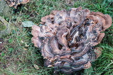 Intricate mushroom with wavy layers, nestled on forest floor, surrounded by green grass and leaves, highlighting the beauty of nature and organic textures