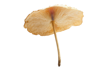 Mushroom Cap Detail - Stunning Natural Texture . Transparent background PNG