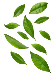 Naklejka premium levitation leaf citrus isolated on white background