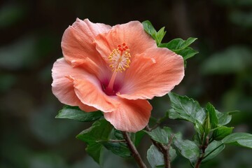 Peach Hibiscus Bloom: A Soft, Natural Image
