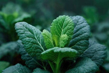 Lush Green Kale: A Serene Botanical Study