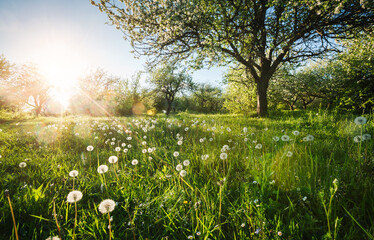 Sunbeams illuminate dandelions on a green lawn in a spring garden. Fantastic photo wallpaper.