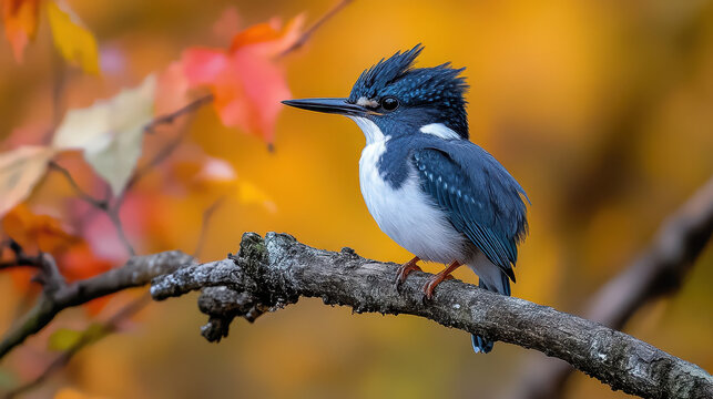 kingfishers on tree limb
