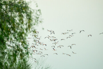 Group of flamingos flying together in natural habitat. Birds in motion above trees, perfect for wildlife, migration, and nature themes. Al Qudra Lakes, Dubai, UAE