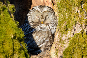 Ural owl in its nest enjoying morning sun, sleepy