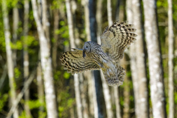 Ural owl flying with a mouse in its beak