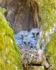 Ural owl owlets, triplets in their nest