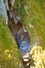 Ural owl owlets, three ural owl babies