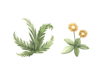 Watercolor hand drawn fern and yellow daisy illustration isolated on background. Flower design element in medieval tapestry style. Decorative yellow chrysanthemum flowers with twigs and green forest