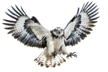 Fototapeta premium Majestic Bird of Prey in Flight . Transparent background PNG