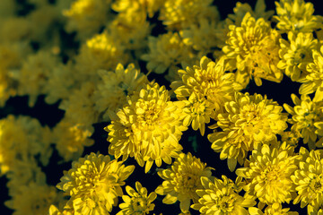 yellow flowers in the garden
