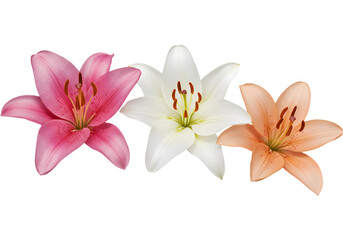 Pink White and Peach Lilies Beautiful Flower Trio on Transparent background
