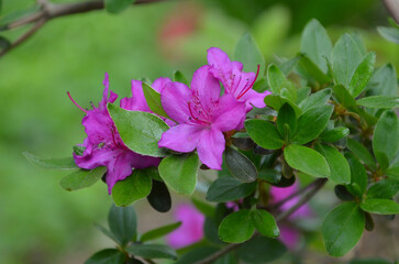 Naklejka premium Closeup pink- purple blooming flowers and green leaves of azalea Japonica Konigstein bushy plant. Gardening ,planting azaleas bush concept. Free copy space. 